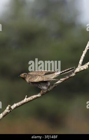 Jeune coucou commun (Cuculus canorus) Suffolk septembre 2026 Banque D'Images