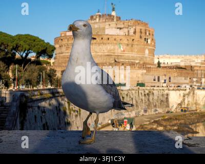 Une mouette audacieuse se tient sur un mur de pierre avec le Castel Sant'Angelo historique et le drapeau italien visibles en arrière-plan, Rome, Italie. Banque D'Images