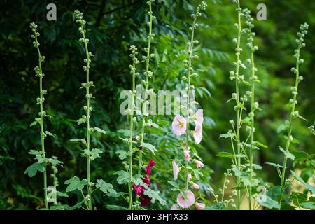 Alcea rosea, communément appelée rose mauve, avec de hautes tiges florales dressées portant des fleurs délicates rose pâle et bordeaux profond. Banque D'Images