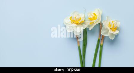 Fleurs de jonquille sur fond bleu. Concept du jour de David. Journée mondiale de la jonquille. Banque D'Images