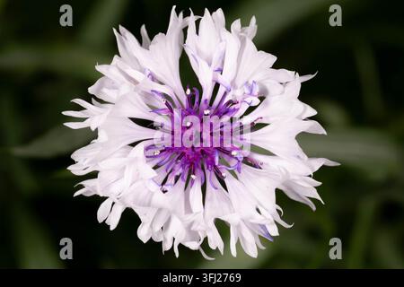 Portrait macro détaillé d'un cultivar de bleu de ciel blanc avec un centre pourpre vif. Des fleurettes délicatement frangées créent un motif floral élégant sur un Banque D'Images