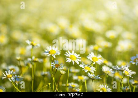 Pâquerettes blanches, claires et aérées, dans un champ de prairie ensoleillé en été Banque D'Images
