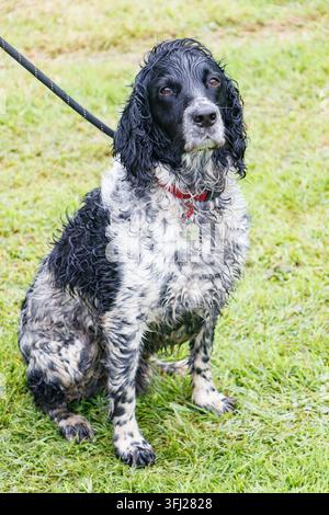Un English Springer Spaniel noir et blanc assis en plein air en laisse Banque D'Images
