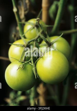 Les tomates non mûres sur la vigne Banque D'Images