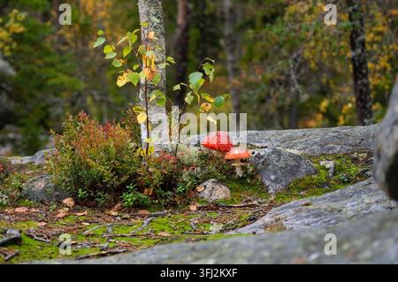 Des agarics rouges et blancs poussent dans une forêt automnale paisible parmi des rochers couverts de mousse, des arbustes et des bouleaux. Banque D'Images