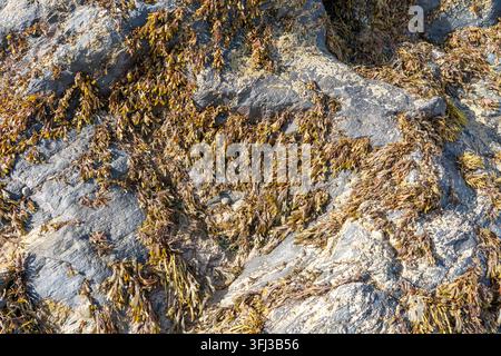 Algues séchant au soleil sur des rochers Banque D'Images