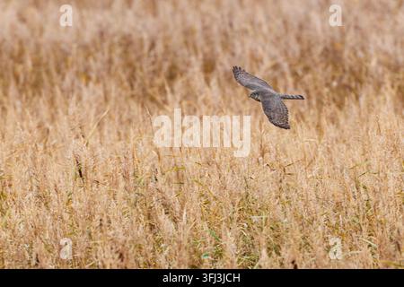 Femme adulte Faucon émerillon (Accipiter nisus) en vol au-dessus d'un marais de roseaux, trouvé à Fehmarn sur la mer Baltique en Allemagne Banque D'Images