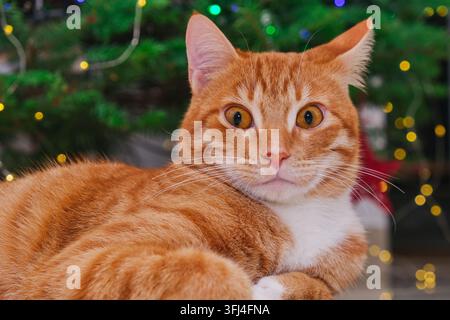 Portrait de chat roux avec sapin de Noël et lumières bokeh festives Banque D'Images