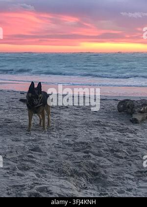 Chien Berger Allemand debout sur une plage de sable blanc Banque D'Images