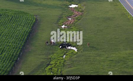 Bovins laitiers noirs et blancs avec un veau brun solitaire se rassemblent à un point d'eau boueux entre un champ de maïs et un pâturage vert, un ruisseau bordé d'arbres serpente à travers op Banque D'Images