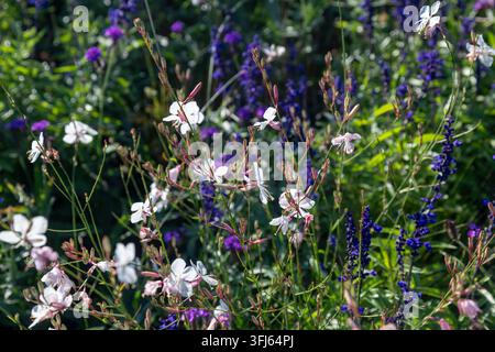 Déliquescentes fleurs blanches et roses de bourdon mélangées à de la sauge violette dans un parterre baigné de soleil. Banque D'Images