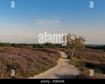 Chemin sablonneux serpentant à travers un paysage de bruyère violette en fleurs avec un sorbier à Posbank Veluwezoom Banque D'Images