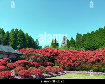 Un magnifique jardin de style japonais débordant d'azalées rouges éclatantes en pleine floraison, complété par des fleurs violettes et de grands cyprès sous un ciel clair Banque D'Images