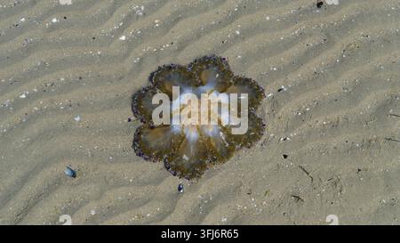 Méduse reposant sur une plage de sable pendant la marée basse Banque D'Images