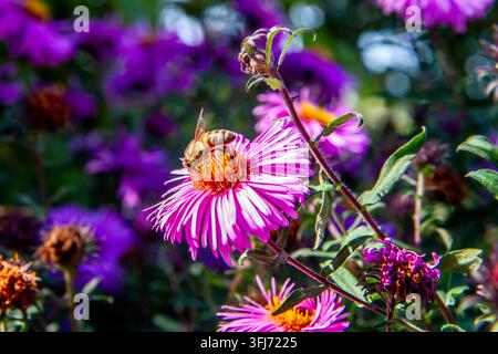 Abeille butinant le nectar sur une fleur d'aster violette. Macro du pollinisateur sur une fleur dans un jardin. Nature, écologie et conservation de la faune Banque D'Images