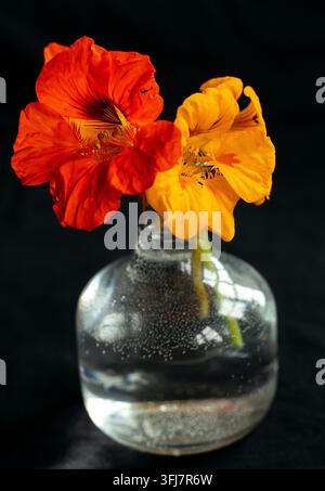 Fleurs de capuchinos dans un vase en verre à l'automne. Banque D'Images