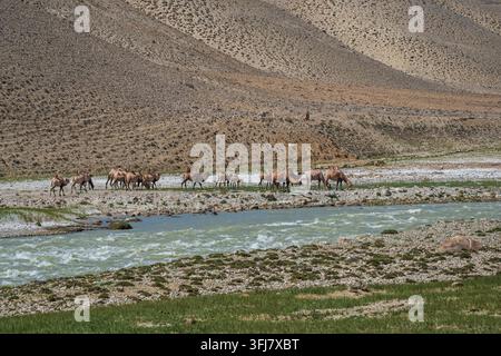 Vue panoramique colorée d'un troupeau de chameaux de Bactriane sur la rive afghane de la rivière Pamir dans le désert de haute altitude, Ishkashim, Gorno-Badakhshan, Tadjikistan Banque D'Images