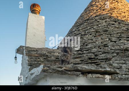 Maisons trulli traditionnelles et un chat errant dans une rue d'Alberobello, Italie Banque D'Images