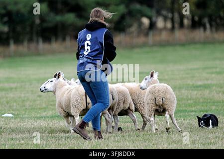 Lauder, Royaume-Uni. 19 sep, 2026. Jour trois, Jour des demi-finales, aux épreuves mondiales de chiens de berger de l'ISDS (International Sheep Dog Society) qui se déroulent à la ferme Huntington, près de Lauder dans les Scottish Borders. 17-20 septembre 2026. Un chien de berger travaillant sur le terrain d'essai sous instruction. (Crédit image : Rob Gray/Alamy Live News) Banque D'Images