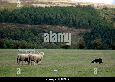 Lauder, Royaume-Uni. 19 sep, 2026. Jour trois, Jour des demi-finales, aux épreuves mondiales de chiens de berger de l'ISDS (International Sheep Dog Society) qui se déroulent à la ferme Huntington, près de Lauder dans les Scottish Borders. 17-20 septembre 2026. Un chien de berger sur le terrain d'épreuves (Crédit image : Rob Gray/Alamy Live News) Banque D'Images