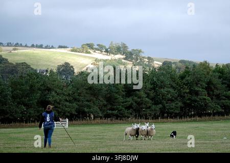Lauder, Royaume-Uni. 19 sep, 2026. Jour trois, Jour des demi-finales, aux épreuves mondiales de chiens de berger de l'ISDS (International Sheep Dog Society) qui se déroulent à la ferme Huntington, près de Lauder dans les Scottish Borders. 17-20 septembre 2026. Un chien de berger travaillant sur le terrain d'essai sous instruction. (Crédit image : Rob Gray/Alamy Live News) Banque D'Images