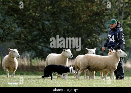 Lauder, Royaume-Uni. 19 sept. 2026. Jour trois, Jour des demi-finales, aux épreuves mondiales de chiens de troupeau de l'ISDS (International Sheep Dog Society) qui se tiennent à la ferme Huntington, près de Lauder dans les frontières écossaises. 17-20 septembre 2026. Un chien de troupeau travaillant sur le terrain d'essai sous instruction. 164 Dean McAuley - Irlande - Joe (Crédit image : Rob Gray/Alamy Live News) Banque D'Images