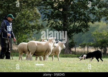 Lauder, Royaume-Uni. 19 sep, 2026. Jour trois, Jour des demi-finales, aux épreuves mondiales de chiens de troupeau de l'ISDS (International Sheep Dog Society) qui se tiennent à la ferme Huntington, près de Lauder dans les frontières écossaises. 17-20 septembre 2026. Un chien de troupeau travaillant sur le terrain d'épreuves sous instruction. 164 Dean McAuley - Irlande - Joe (Crédit image : Rob Gray/Alamy Live News) Banque D'Images