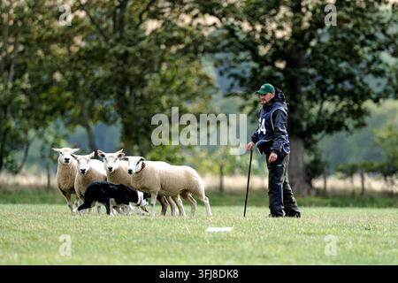 Lauder, Royaume-Uni. 19 sept. 2026. Jour trois, Jour des demi-finales, aux épreuves mondiales de chiens de troupeau de l'ISDS (International Sheep Dog Society) qui se tiennent à la ferme Huntington, près de Lauder dans les frontières écossaises. 17-20 septembre 2026. Un chien de troupeau travaillant sur le terrain d'essai sous instruction. 164 Dean McAuley - Irlande - Joe (Crédit image : Rob Gray/Alamy Live News) Banque D'Images