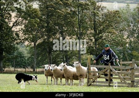 Lauder, Royaume-Uni. 19 sept. 2026. Jour trois, Jour des demi-finales, aux épreuves mondiales de chiens de troupeau de l'ISDS (International Sheep Dog Society) qui se tiennent à la ferme Huntington, près de Lauder dans les frontières écossaises. 17-20 septembre 2026. Un chien de troupeau travaillant sur le terrain d'essai sous instruction. 164 Dean McAuley - Irlande - Joe (Crédit image : Rob Gray/Alamy Live News) Banque D'Images