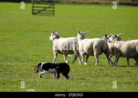 Lauder, Royaume-Uni. 19 sep, 2026. Jour trois, Jour des demi-finales, aux épreuves mondiales de chiens de berger de l'ISDS (International Sheep Dog Society) qui se déroulent à la ferme Huntington, près de Lauder dans les Scottish Borders. 17-20 septembre 2026. Un chien de berger sur le terrain d'épreuves (Crédit image : Rob Gray/Alamy Live News) Banque D'Images