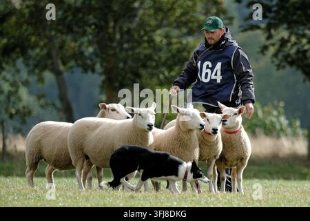 Lauder, Royaume-Uni. 19 sept. 2026. Jour trois, Jour des demi-finales, aux épreuves mondiales de chiens de troupeau de l'ISDS (International Sheep Dog Society) qui se tiennent à la ferme Huntington, près de Lauder dans les frontières écossaises. 17-20 septembre 2026. Un chien de troupeau travaillant sur le terrain d'essai sous instruction. 164 Dean McAuley - Irlande - Joe (Crédit image : Rob Gray/Alamy Live News) Banque D'Images