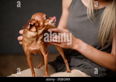 Close up d'un vieux chien Mini Toy Terrier léchant sa langue après avoir reçu une friandise ou un médicament savoureux. Les mains d'une femme caressant doucement un animal de compagnie de race vieillissant. Gériatrie v Banque D'Images
