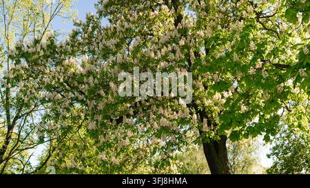 Grand marronnier couvert de fleurs blanches du printemps et de feuilles vertes fraîches sous un ciel bleu clair. Scène naturelle saisonnière lumineuse représentant gr Banque D'Images