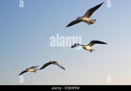 Belle vue horizontale d'un groupe de quatre mouettes blanches planant haut dans le ciel bleu et pur. Banque D'Images
