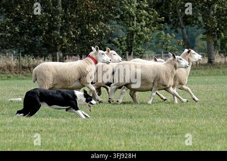 Lauder, Royaume-Uni. 19 sep, 2026. 151 Hamish Mitchell, Écosse court avec Dan pendant le Jour Trois, Jour des Demi-Finales, aux ISDS (International Sheep Dog Society) World Sheep Dog Trials qui se tiennent à la Huntington Farm, près de Lauder dans les Scottish Borders. 17-20 septembre 2026. (Crédit image : Rob Gray/Alamy Live News) Banque D'Images