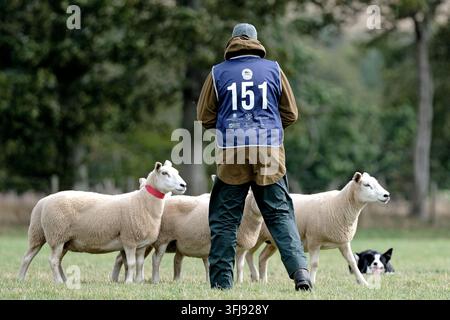Lauder, Royaume-Uni. 19 sep, 2026. 151 Hamish Mitchell, Écosse court avec Dan pendant le Jour Trois, Jour des Demi-Finales, aux ISDS (International Sheep Dog Society) World Sheep Dog Trials qui se tiennent à la Huntington Farm, près de Lauder dans les Scottish Borders. 17-20 septembre 2026. (Crédit image : Rob Gray/Alamy Live News) Banque D'Images