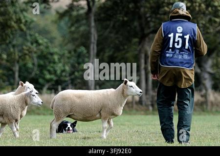 Lauder, Royaume-Uni. 19 sep, 2026. 151 Hamish Mitchell, Écosse court avec Dan pendant le Jour Trois, Jour des Demi-Finales, aux ISDS (International Sheep Dog Society) World Sheep Dog Trials qui se tiennent à la Huntington Farm, près de Lauder dans les Scottish Borders. 17-20 septembre 2026. (Crédit image : Rob Gray/Alamy Live News) Banque D'Images
