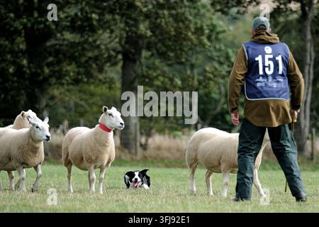 Lauder, Royaume-Uni. 19 sep, 2026. 151 Hamish Mitchell, Écosse court avec Dan pendant le Jour Trois, Jour des Demi-Finales, aux ISDS (International Sheep Dog Society) World Sheep Dog Trials qui se tiennent à la Huntington Farm, près de Lauder dans les Scottish Borders. 17-20 septembre 2026. (Crédit image : Rob Gray/Alamy Live News) Banque D'Images