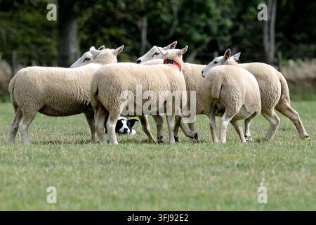 Lauder, Royaume-Uni. 19 sep, 2026. 151 Hamish Mitchell, Écosse court avec Dan pendant le Jour Trois, Jour des Demi-Finales, aux ISDS (International Sheep Dog Society) World Sheep Dog Trials qui se tiennent à la Huntington Farm, près de Lauder dans les Scottish Borders. 17-20 septembre 2026. (Crédit image : Rob Gray/Alamy Live News) Banque D'Images