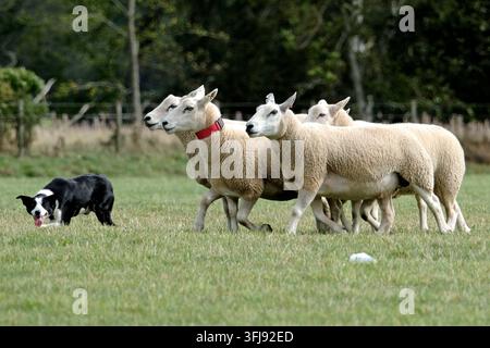 Lauder, Royaume-Uni. 19 sep, 2026. 151 Hamish Mitchell, Écosse court avec Dan pendant le Jour Trois, Jour des Demi-Finales, aux ISDS (International Sheep Dog Society) World Sheep Dog Trials qui se tiennent à la Huntington Farm, près de Lauder dans les Scottish Borders. 17-20 septembre 2026. (Crédit image : Rob Gray/Alamy Live News) Banque D'Images