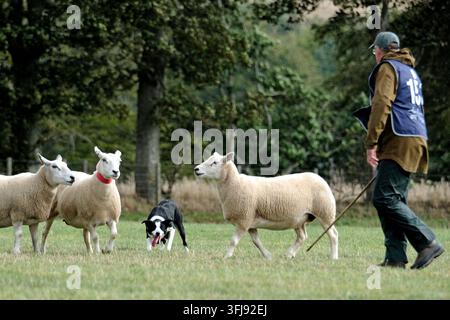 Lauder, Royaume-Uni. 19 sep, 2026. 151 Hamish Mitchell, Écosse court avec Dan pendant le Jour Trois, Jour des Demi-Finales, aux ISDS (International Sheep Dog Society) World Sheep Dog Trials qui se tiennent à la Huntington Farm, près de Lauder dans les Scottish Borders. 17-20 septembre 2026. (Crédit image : Rob Gray/Alamy Live News) Banque D'Images