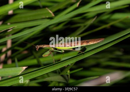 Mante religieuse à drapeau (Polyspilota aeruginosa), également appelée mante marbrée malgache, posée sur un feuillage vert dense à KwaZulu-Natal, en Afrique du Sud Banque D'Images