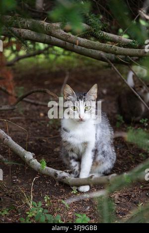 Chat sauvage gris et blanc tigré assis sur un sol couvert d'aiguilles de pin et de branches, regardant attentivement la caméra. Banque D'Images