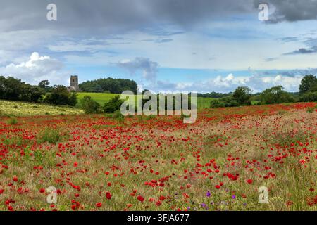 Un champ de coquelicots rouges en fleur près du village de Kersey dans le Suffolk, avec l'église Sainte-Marie au loin. Banque D'Images