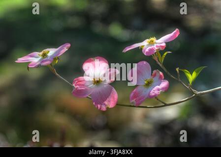 Fleurs de cornouiller rose (Cornus cousa) en pleine floraison au printemps. Banque D'Images