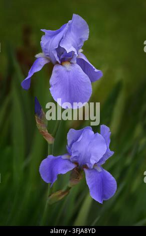 Close-up de fleurs d'iris violettes en pleine floraison dans un jardin avec un fond vert flou, mettant en valeur les pétales délicats et les couleurs vives du printemps. Banque D'Images