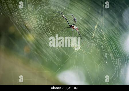 L'araignée géante des bois, Nephila pilipes, attend sur sa toile dorée. Ce grand arachnide présente des pattes à bandes jaunes et une proie capturée. Banque D'Images