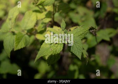 Grossissement macro d'une araignée lynx verte camouflée sur une feuille sauvage dans la forêt Banque D'Images
