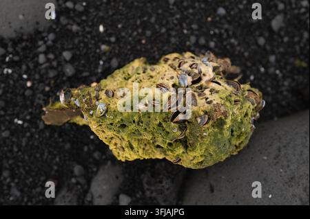 Vue rapprochée par-dessus d'une roche volcanique poreuse recouverte d'algues vertes et de petites coquilles de moules sur une plage de galets de sable noir. Banque D'Images