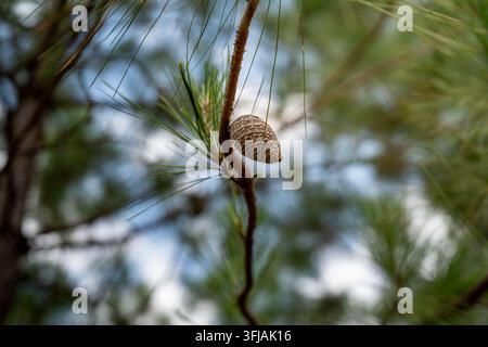 gros plan d'une pomme de pin mûre suspendue à une fine branche parmi des aiguilles de pin vertes dans la forêt Banque D'Images